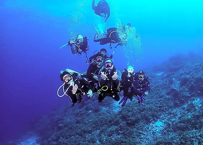 Hibiscus Dive